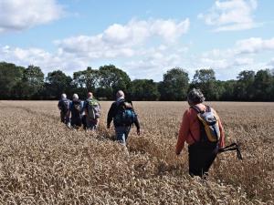 Wheat walk