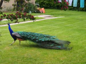 Barlow Woodseats peacock