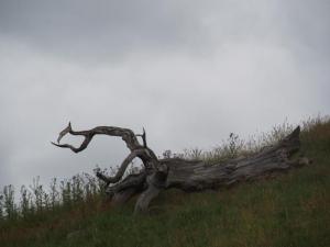 Natural sculpture