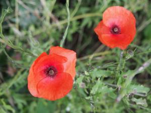 Poppy petals