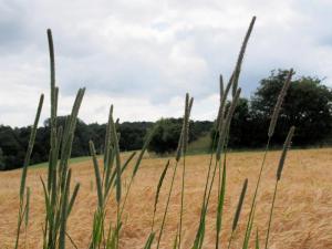 Timothy grass