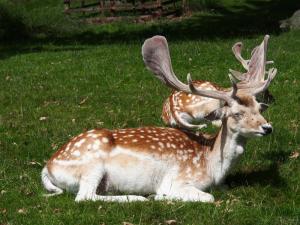Bradgate Park deer