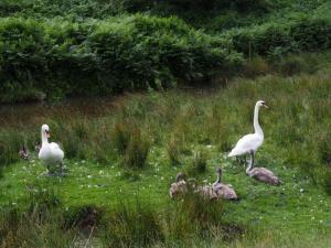 The family Swan