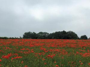 Poppy field near Eckington