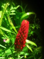 Red wildflower in Ardsley field