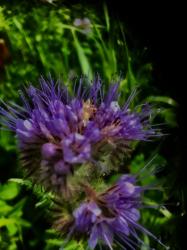 Wildflower in Ardsley field