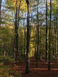 Woods above Tin Mill