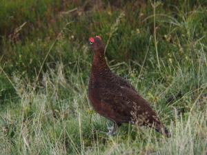 Lucky grouse.