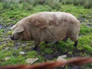 Mangalitsa pig.