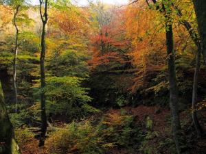 Morton Wood.