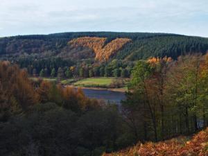 Outstanding larch shape.