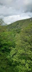 Greenery