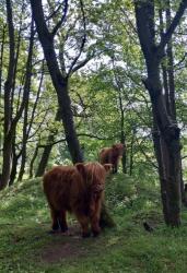 Highland Cattle
