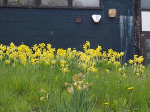Cowslips at Long Side