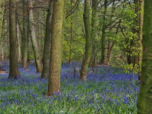 Bluebells of Oxley Bank Wood