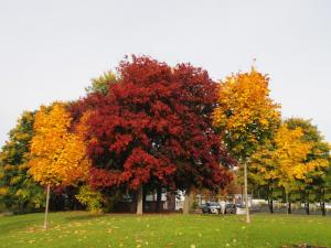 Autumn in Woodhouse