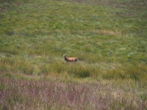 Deer on Big Moor
