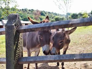 Donkeys at Storth House