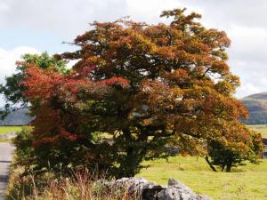 Early Autumn colour