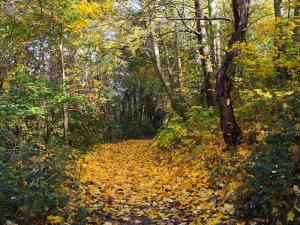 Follow the Yellow Leaf Road