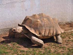 Giant Tortoise, Totley Bents