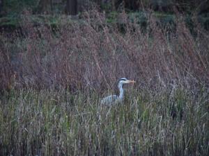 Heron near Under Tofts