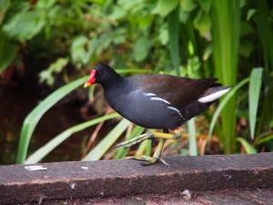 Rivelin Moorhen