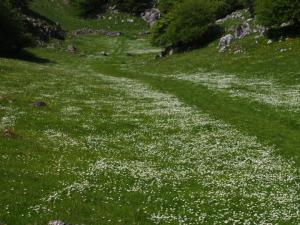 Path-finder