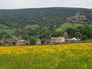 Glorious buttercups