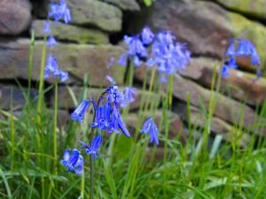Bluebell