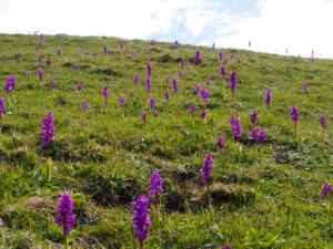 Cressbrook Dale Nature Reserve orchids