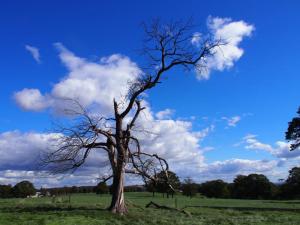 Dead tree sculpture