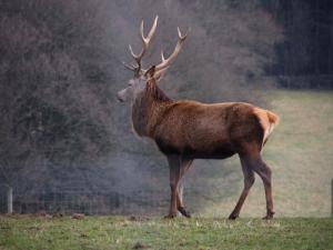 Deer near Lea Gardens
