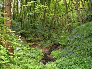 Grange Wood