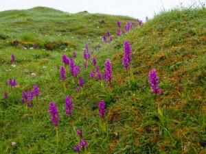 Orchids in Tideswell Rake