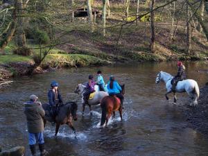 Paddle horses