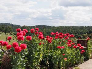 Poppies at Eastfield