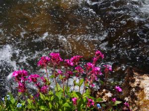 Red Campion on the Dove