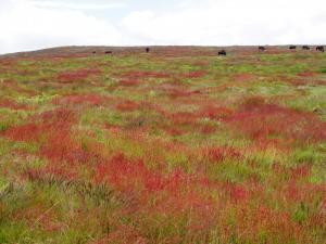 Red grasses on Smelting Hill