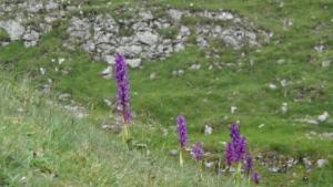 Orchids, Creswell Dale