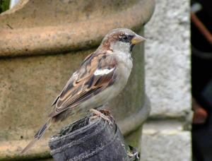 Sparrow