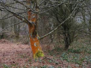 Technicolour tree