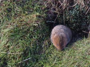 Water Vole, Redmires Conduit