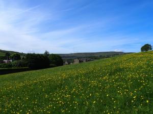 Buttercups in Upper Stubbin