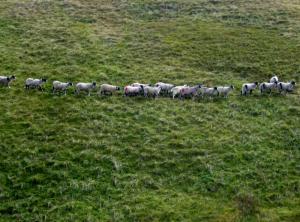 Where's Shaun?