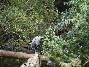 Heron rests