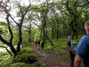Into Badgworthy Wood