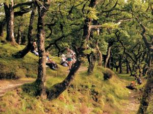 Break in Badgworthy Wood