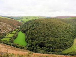 Southern Wood