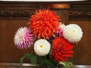 St Brelade's dahlias